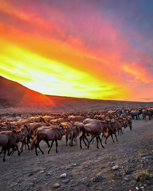 Free Herd at Sunset stock image to download Herd at Sunset FREE Stock Photo, herd, sunset, wildlife picture