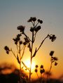 Free Silhouetted wildflowers at sunset stock image to download Silhouetted wildflowers at sunset FREE Stock Photo, sunset, wildflowers, flower picture